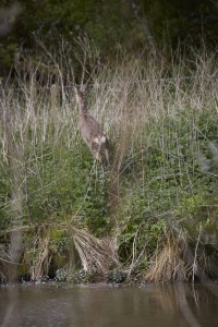 Roe deer making a quick getaway through the pond
