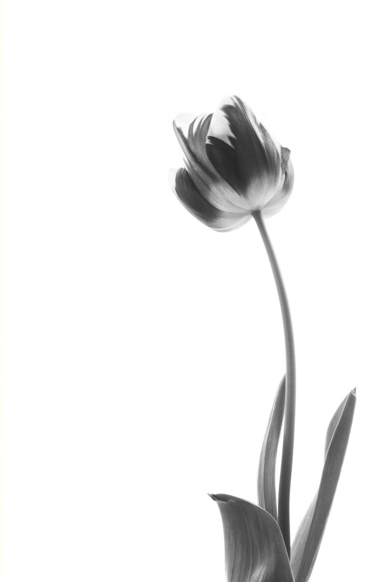 Tulip 'Striped Sail' | Black & White