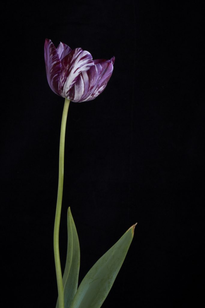Tulip 'Insulinde' 1916