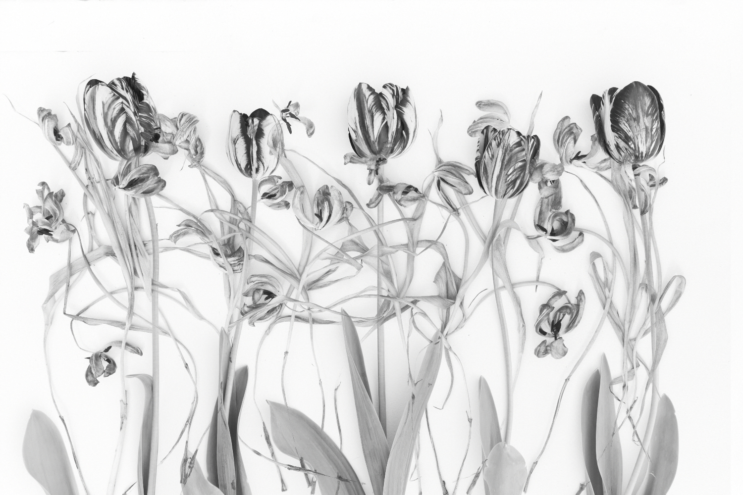 Tulip Study I | Black & White