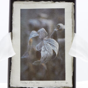 Frosted Peony Leaf