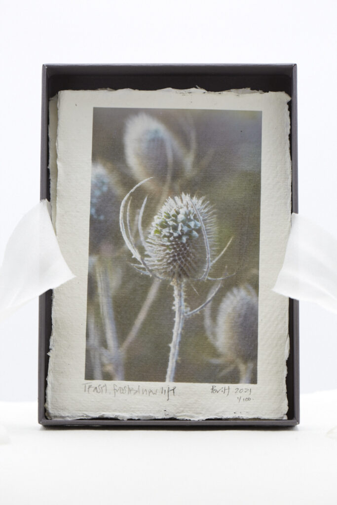 Teasel, Frosted New Life